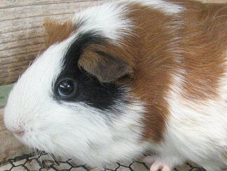 モルモット Marmot かぎけんweb モルモット Marmot かぎけんweb