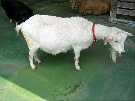 ヤギ 山羊 かぎけんweb ヤギ 山羊 かぎけんweb