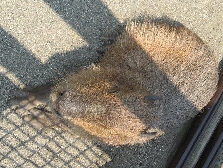 カピバラ（Capybara）【かぎけんWEB】
