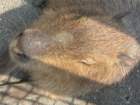 カピバラページ Amazon | Capybara (A Day in the Life: Rain Forest Animals