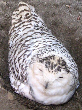 しろ梟 ☆白フクロウ 梟 鳥 ぬいぐるみ | ぬいぐるみ専門店 くろにゃん