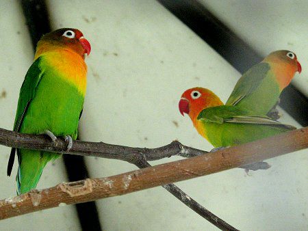 ボタンインコ 牡丹鸚哥 かぎけんweb