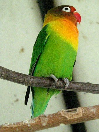 ボタンインコ 牡丹鸚哥 かぎけんweb ボタンインコ 牡丹鸚哥 かぎけんweb