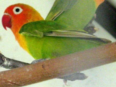 ボタンインコ 牡丹鸚哥 かぎけんweb