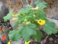 ウンカリナ(Uncarina)