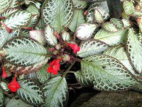 エピスキア(Episcia)
