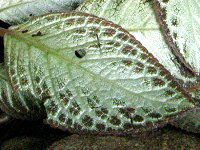 エピスキア(Episcia)