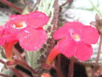 エピスキア(Episcia)