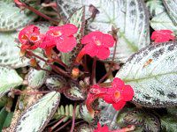 エピスキア(Episcia)