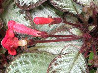 エピスキア(Episcia)