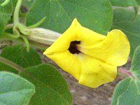 ウンカリナ(Uncarina)