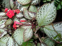 エピスキア(Episcia)