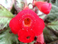 エピスキア(Episcia)