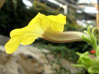 ウンカリナ(Uncarina)