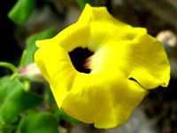ウンカリナ(Uncarina)