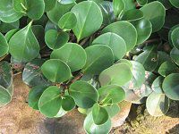 ペペロミア(Peperomia)