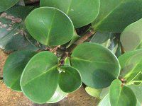 ペペロミア(Peperomia)