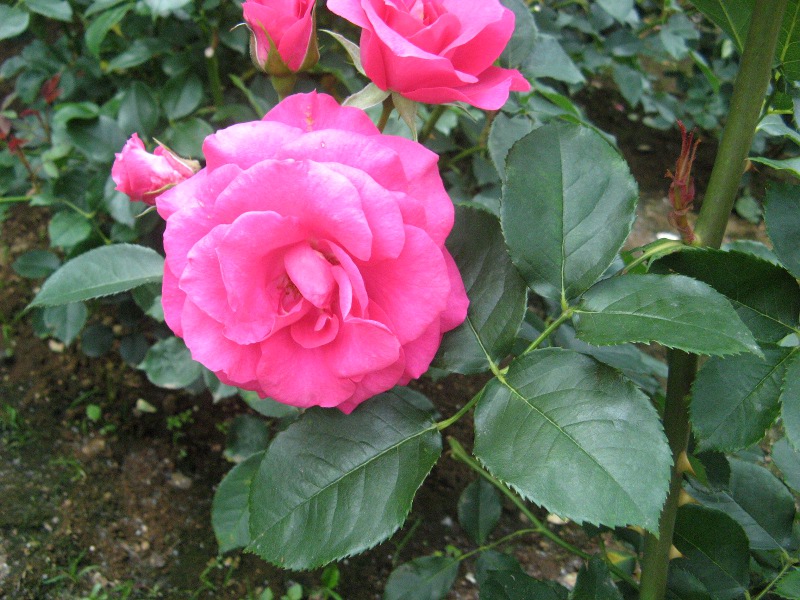 薔薇 ウララ