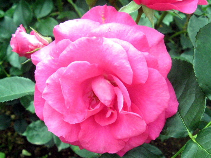 薔薇 ウララ