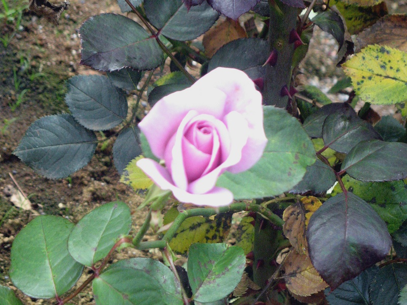 薔薇 ブルーライト
