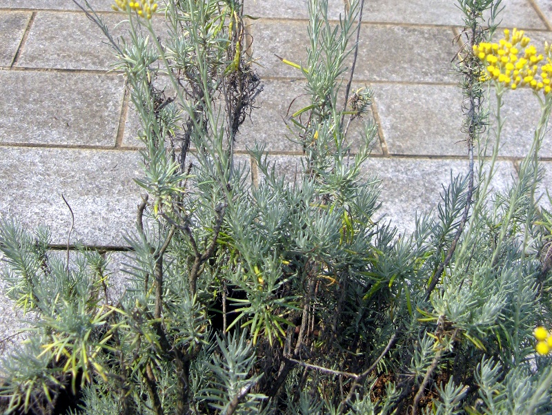 カレープランツ(Curry plant)