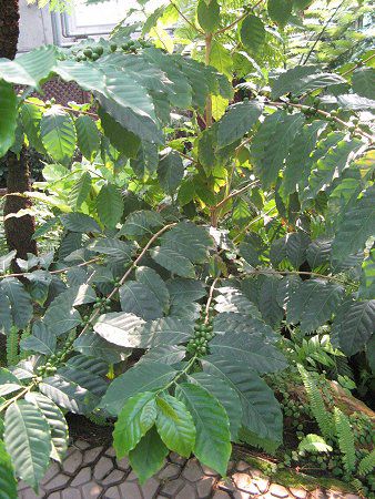 ArAR[q[(Arabian coffee)