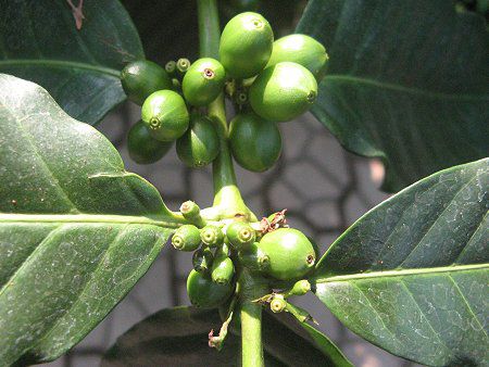 ArAR[q[(Arabian coffee)