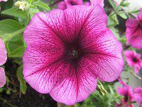 y`jA(Petunia)10
