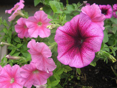 y`jA(Petunia)12