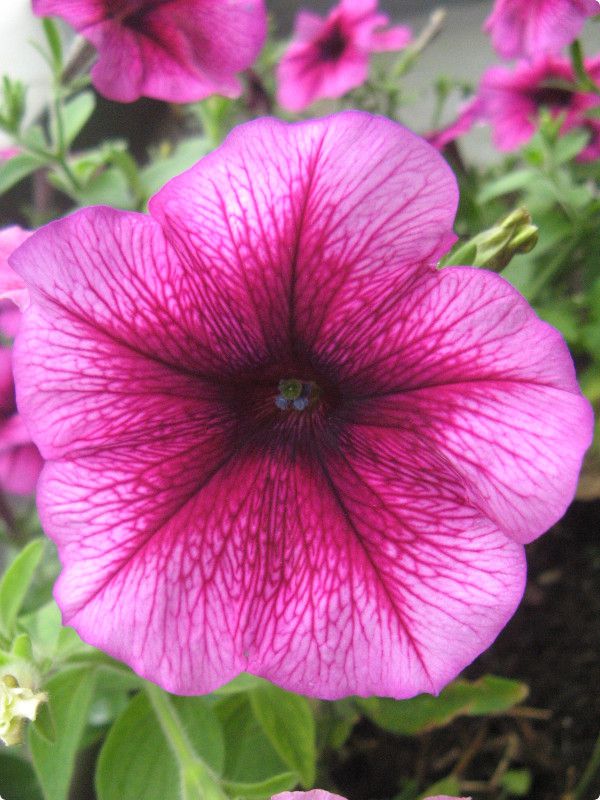 y`jA(Petunia)