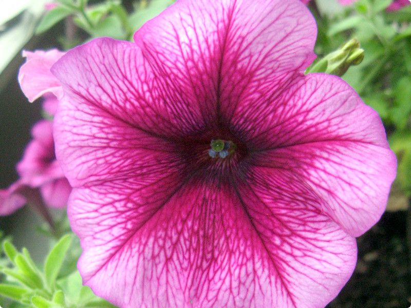 y`jA(Petunia)