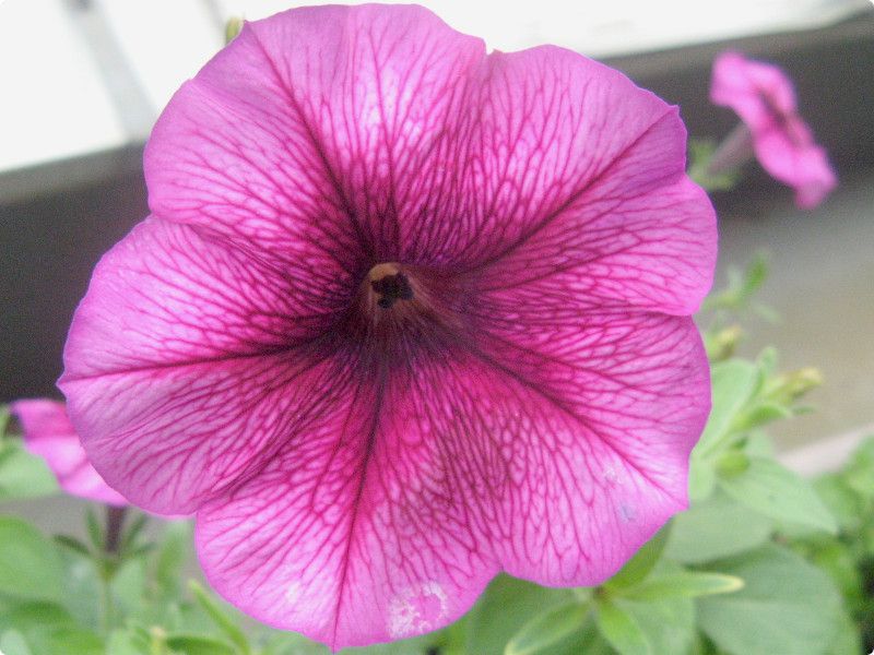 y`jA(Petunia)