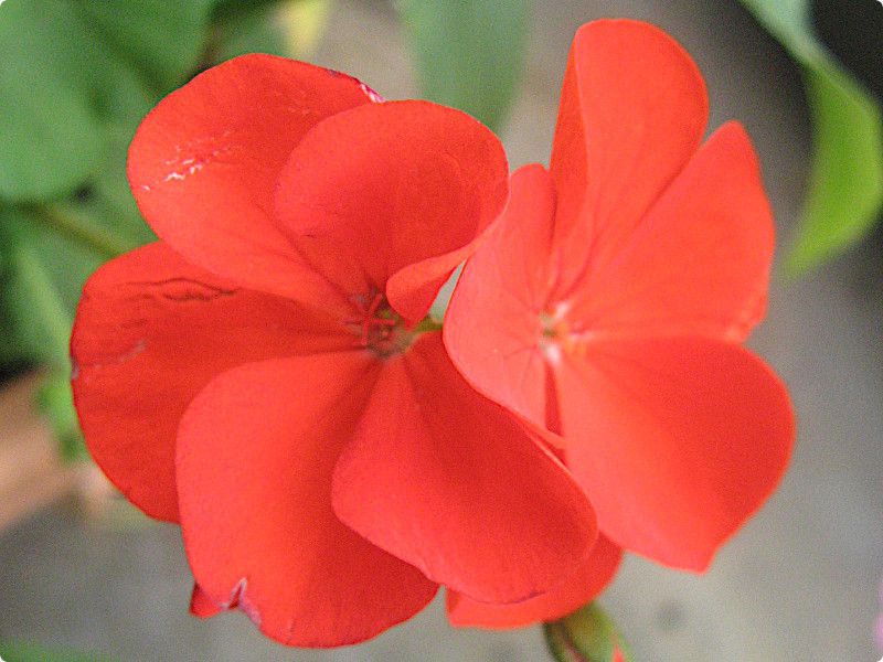 [jE(Geranium)16