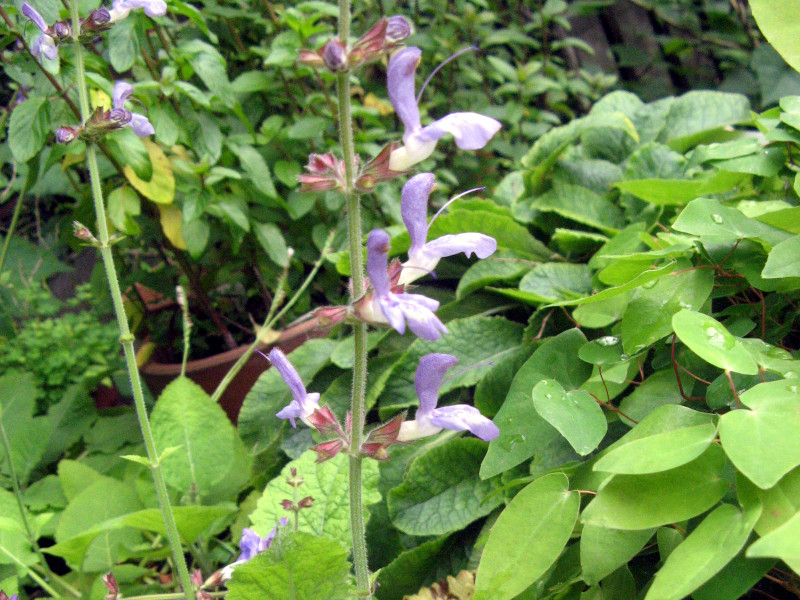 salvia-bulleyana