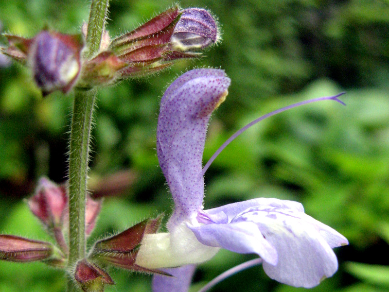 salvia-bulleyana
