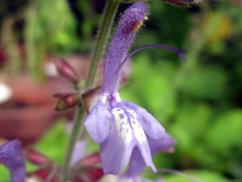 salvia-bulleyana