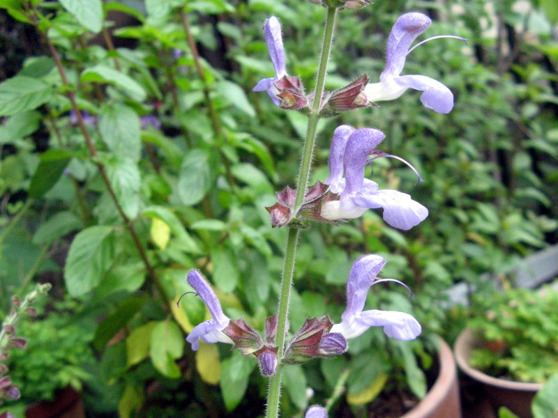 salvia-bulleyana
