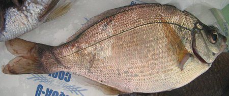 �E�~�^�i�S3