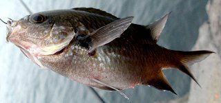 �X�Y���_�C5