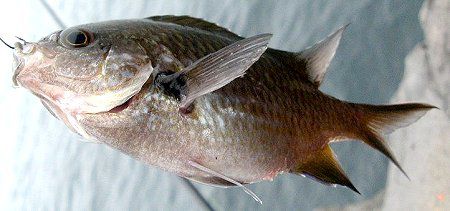 �X�Y���_�C5