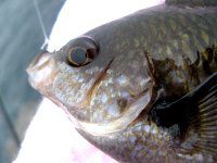 �X�Y���_�C6