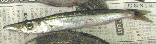 カマス かぎけんweb