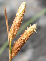 �C�\���}�e���c�L15