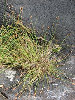 �C�\���}�e���c�L16