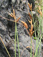 �C�\���}�e���c�L17