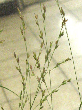 パニカム Panicum かぎけんweb