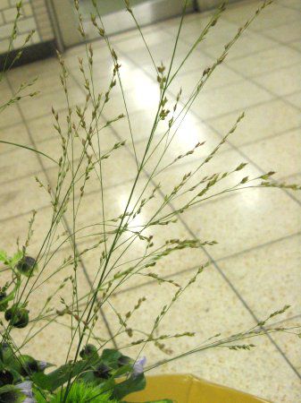 パニカム Panicum かぎけんweb