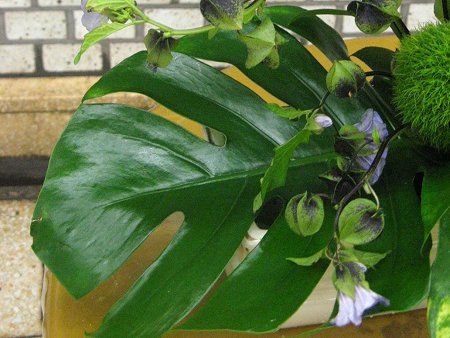 Xe(Monstera)