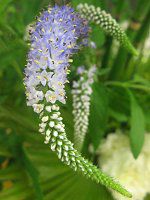 xjJ(Veronica)-blue-spring