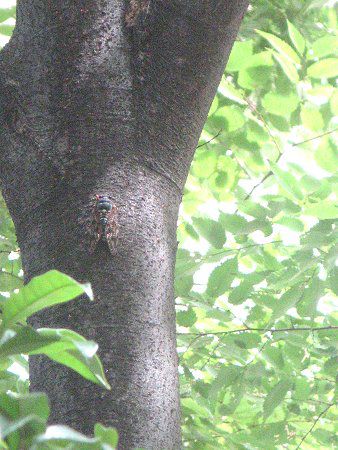 アブラゼミ(油蝉)【かぎけんWEB】 アブラゼミ(油蝉)【かぎけんWEB】